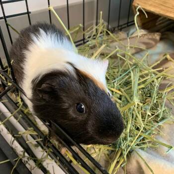 Rescue Guinea Pig Guinea Pigs for Adoption in Cleveland, Mississippi - Pork Chop | PetCurious